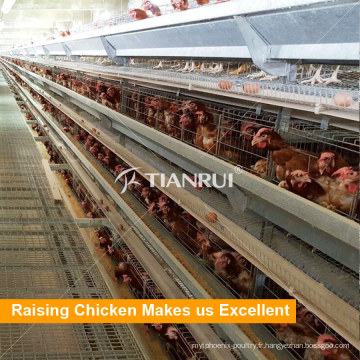 Tianrui Poultry Farm Équipement A Frame Chiken Cage